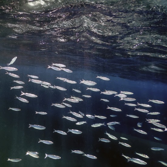 Fish School Underwater. Fishes underwater background