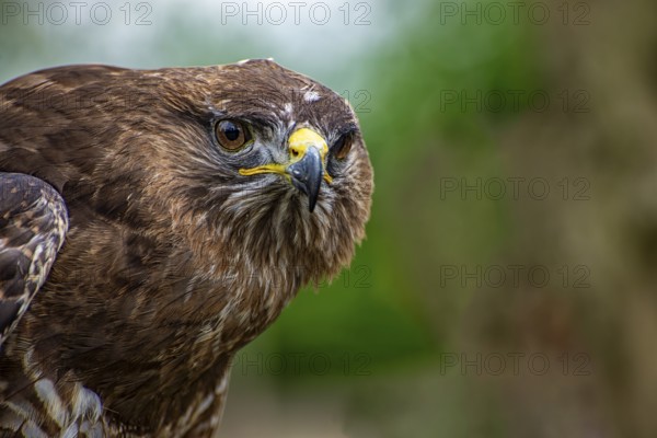 Close-up of the head of an hawk