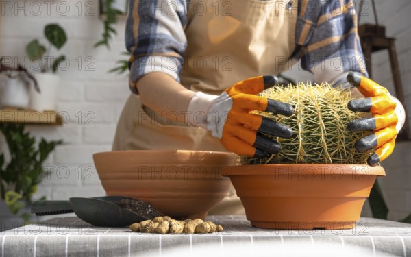 Repotting overgrown home plant large spiny cactus Echinocactus Gruzoni into new bigger pot. A woman in protective gloves holds the cactus carefully, afraid of getting pricked
