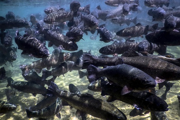 River Trout swim underwater, Trout underwater scene, Trout farm