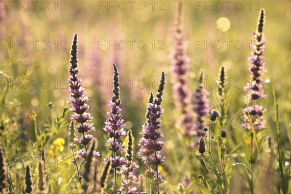 Loosestrife (Lythrum salicaria) on a meadow at dawn