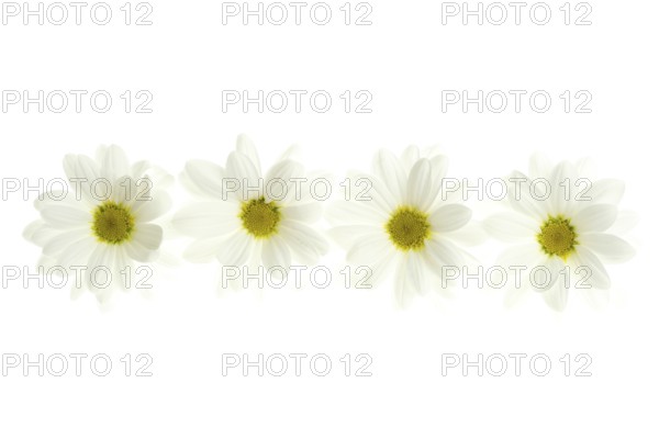 Four white daisy flower isolated on white background