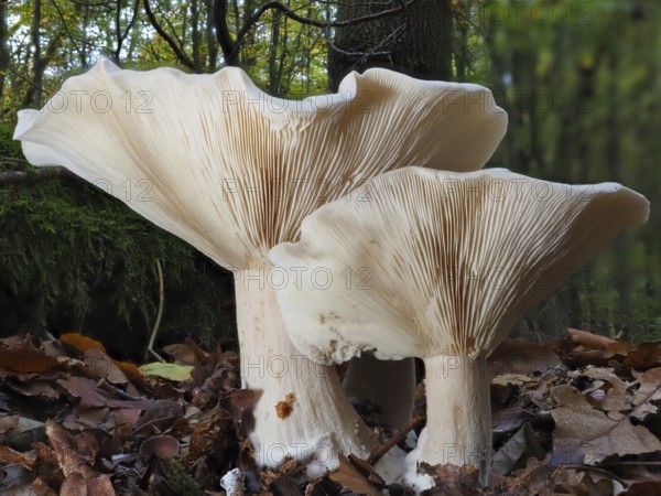 Clouded funnel fungus (Clitocybe nebularis), blurred background, North Rhine-Westphalia, Germany, Europe
