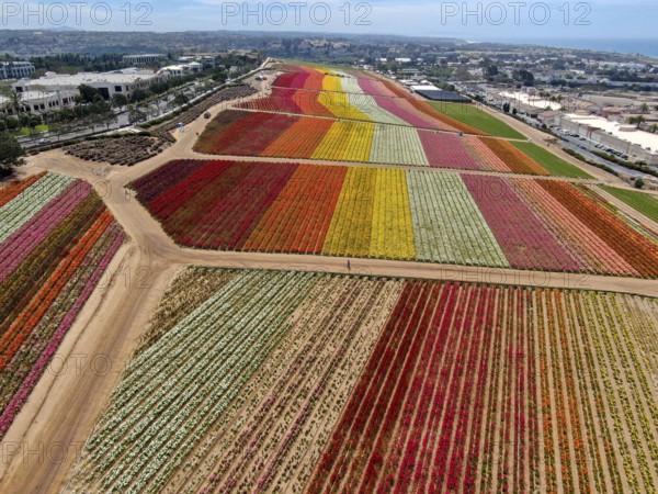 Aerial view of Carlsbad Flower Fields. tourist can enjoy hillsides of colorful Giant Ranunculus flowers during the annual bloom that runs March through mid May. Carlsbad, California, USA, North America