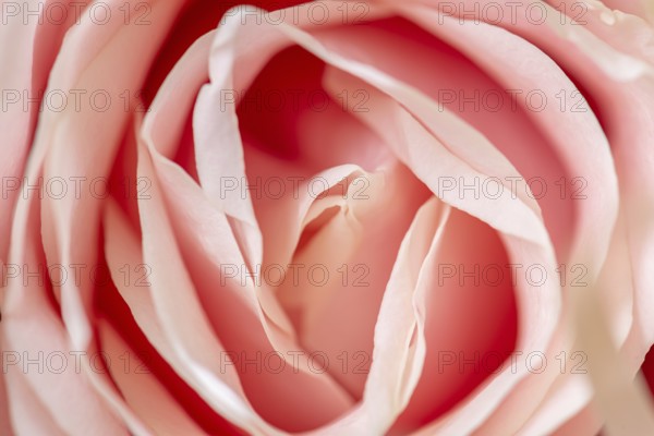 Closeup macro photo of pink rose petals