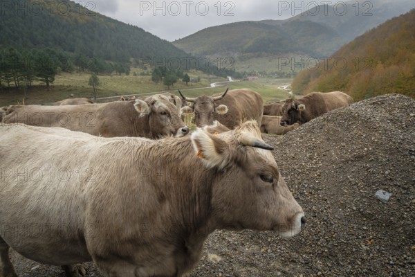 Vacas en el corredor verde del río Veral, valles occidentales, cordillera pirenaica, provincia de Huesca, Aragón, España, Europa