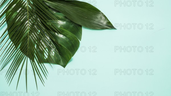 Empty space for text and tropical leaves on blue background. Top view or flat lay. Tropical background with copy space for design or text