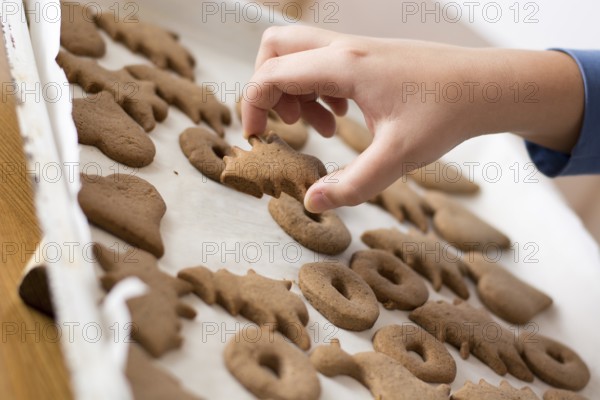 Boy picking up baked gingerbread cookie from a white plate