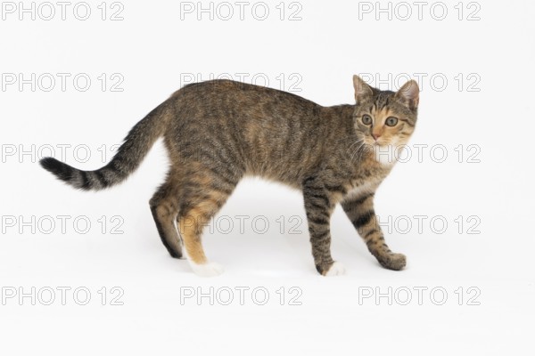 Cat is walking on a white background. The multiracial female cat. The young female cat walks straight ahead and has a long tail and pointed ears