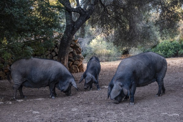 Herd of black pigs of Majorcan variety, Llucmajor, Majorca, Spain, Europe
