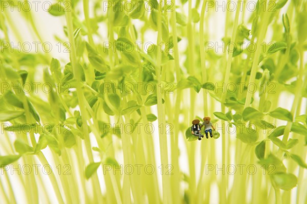Small person sitting in tree leaves. Shooting Location: Yokohama City Tsurumi Ward