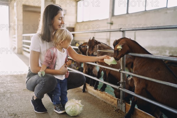 Mom and little girl are feeding cabbage leaves to goatlings through the fence.