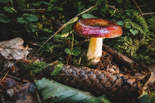 Russula paludosa is an edible species of mushroom within the large genus Russula. It is common to Europe and North America