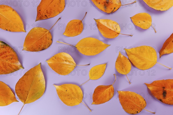 Orange coloured autumn leaves on lilac board, closeup top down view, Liptovsky Hradok, Slovakia, Europe