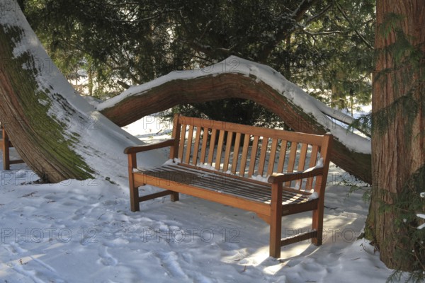 Bench under an old tree, snow-covered palace garden of Hohenheim Palace, University of Hohenheim, Stuttgart, Baden-Württemberg, Germany, Europe