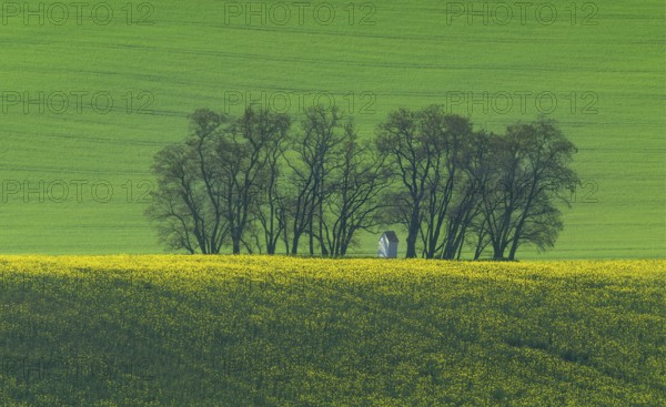The small white Santa Barbara chapel surrounded by rape and wheat fields. Beautiful abstract colorful landscape with rolling hills in South Moravia, Czech Republic, Europe