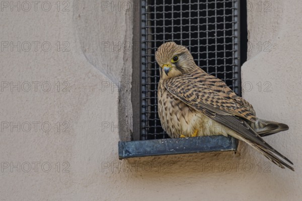 Curious looking female Common Kestrel (Falco tinnunculus) in a window opening with bars, Jesuit Church, Straubing, Lower Bavaria