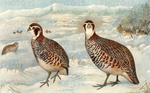 Painting of Partridge, black breasted, china bateya (Hindi Name)