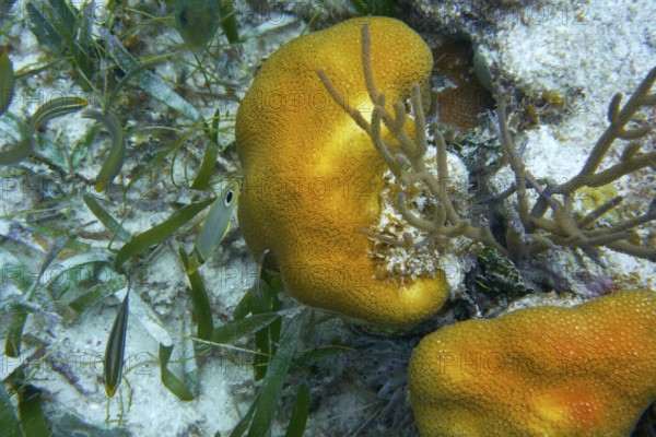 Mesoamerican barrier Great Mayan Reef in Riviera Maya of Caribbean Mexico