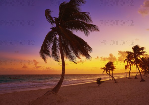 Tulum beach sunset palm tree in Riviera Maya at Mayan Mexico