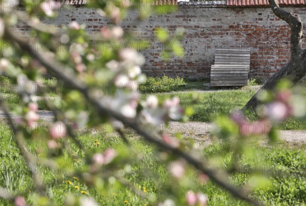 Wooden outdoor lounger on a historic wall, green meadow and blossoming fruit tree branches in spring, Burghausen, Upper Bavaria, Bavaria, Germany, Europe