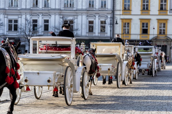 Horses with a carriage on the main square of Krakow in Poland