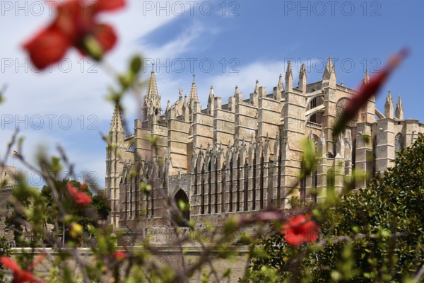 Red flowers in front of La Seu Cathedral, Old Town, Ciutat Antiga, Palma de Majorca, Majorca, Balearic Islands, Balearic Islands, Spain, Europe