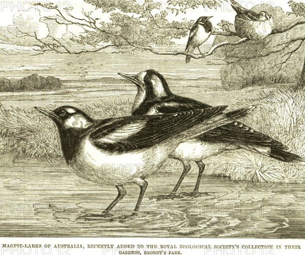 Lithographs magpie larks australia recently added royal zoological society's collection gardens regent's park I L News