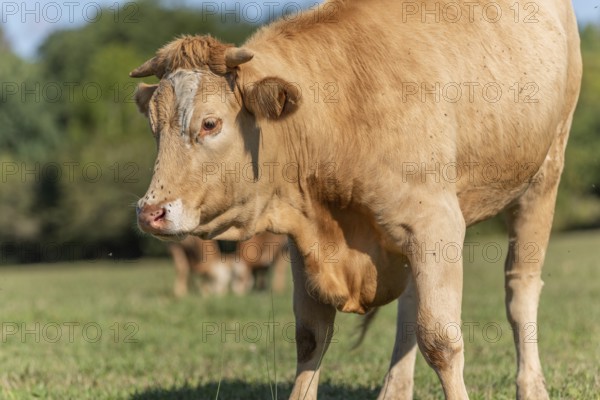 Cow portrait in a pasture in summer. Doubs, France, Europe