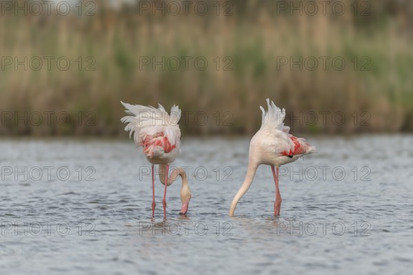 Two flamingos (Phoenicopterus roseus) eating in a pond in a natural reserve. Saintes Maries de la Mer, Parc naturel regional de Camargue, Arles, Provence Alpes Cote d'Azur, France, Europe