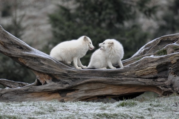 Two white foxes on tree trunk in snowy terrain, gelsenkirchen, germany