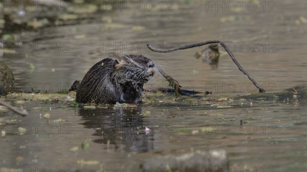 Nutria sitting on a branch in the water, surrounded by natural elements with reflections in the water, Nutria (myocastor coypus), Brunoy, Essonne, France, Europe