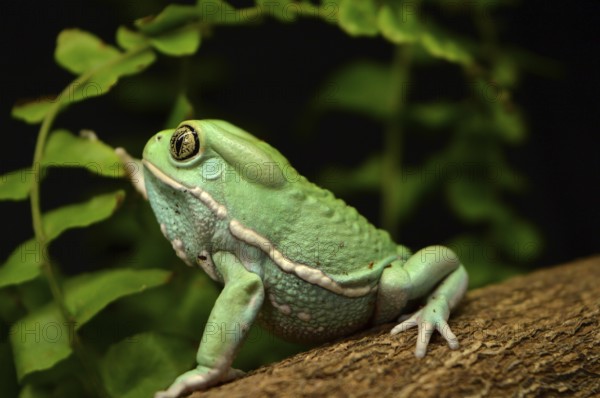 Waxy monkey frog