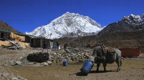 Dzo, cross breed between a cow and yak, used to transport goods in the Himalayas