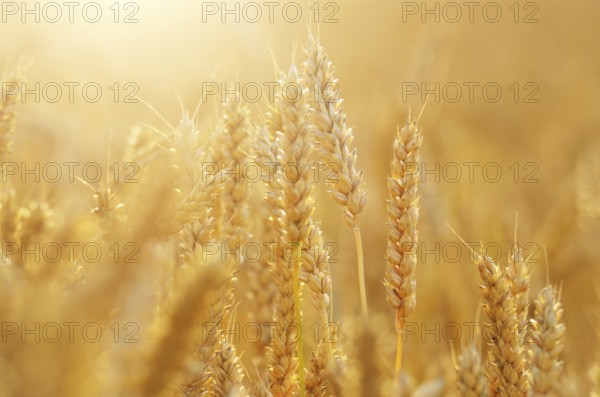 Wheat field under cloudy blue sky in Ukraine