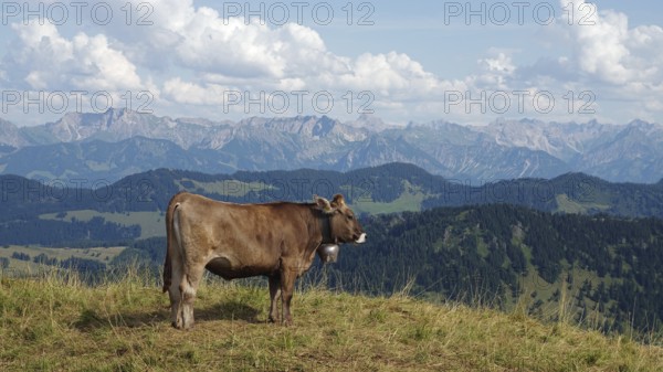 Allgäu Brown Swiss cattle on the Nagelfluhkette