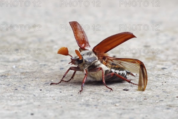 Cockchafer in front of take-off with folded up coverts and unfolded wings