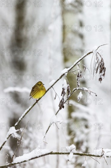 Yellowhammer on a branch in the snowy forest