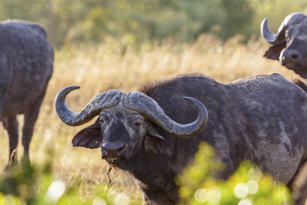 Wild African Buffalo on the savannah