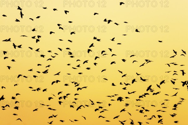 Silhouettes of a large flock of birds at dusk
