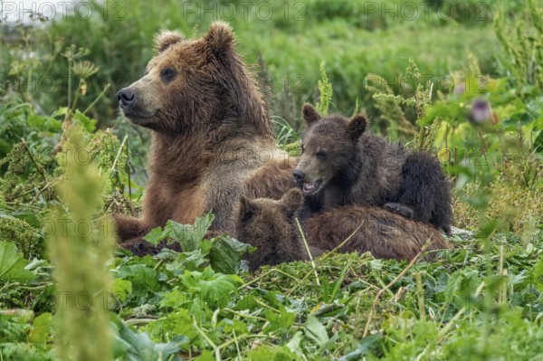 A female brown bear and her cubs lie in the grass, Kamchatka, Russia, Europe