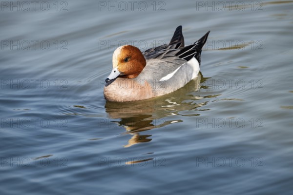 Eurasian Wigeon