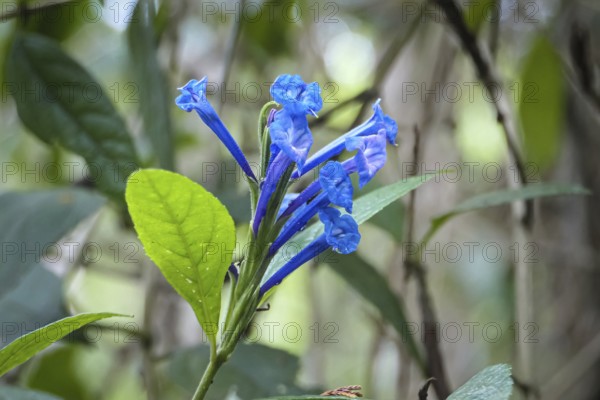 Close-up of blue blossoms against green defocused background, Serra da Mantiqueira, Atlantic Forest, Itatiaia, Brazil, South America