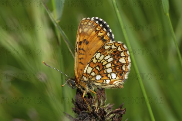 Valerian Spotted Fritillary, Silver Spotted Fritillary butterfly with closed wings sitting on a red flower, looking left