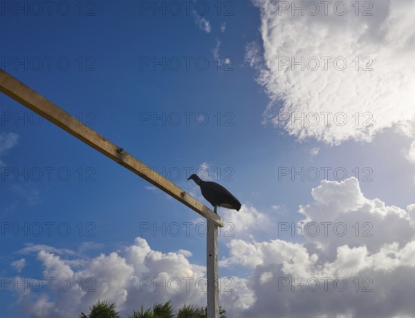 Zopilote buzzard bird in San Martin at Cozumel island of Mexico