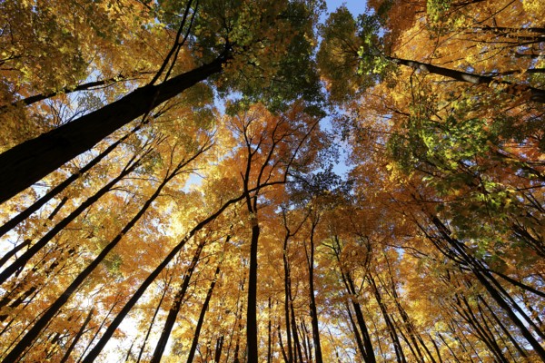 Nature, autumnal forest, view from below into the tree tops, Province of Quebec, Canada, North America