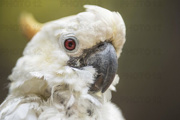 Portrait of white Cockatoo, Sulphur-crested Cockatoo
