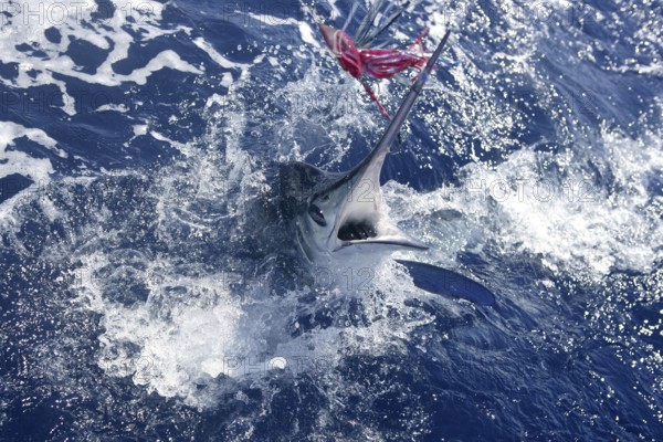 Atlantic white marlin big game sport fishing over blue ocean saltwater