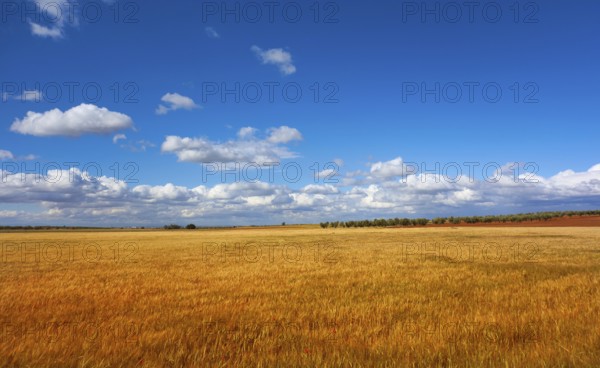 Castile La Mancha cereal fields in Cuenca by Saint James Way of Levante Spain