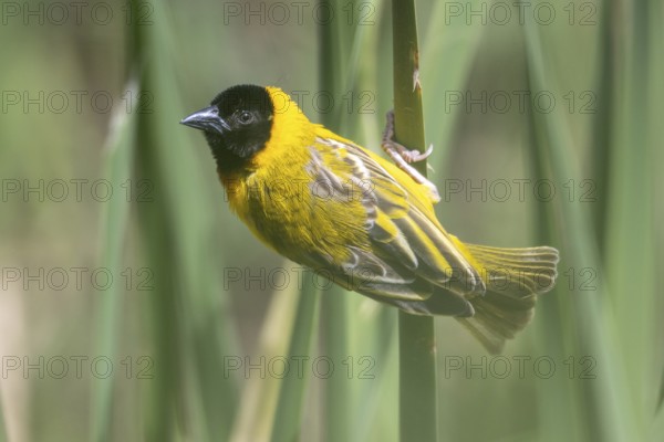 Black-headed weaver, Ploceus melanocephalus, weaver bird, Portugal, Europe